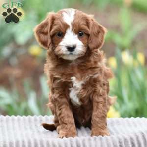 Jimmy, Cavapoo Puppy